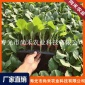 尚禾农业**-神州小黑长茄子种子苗 四季高产蔬菜种